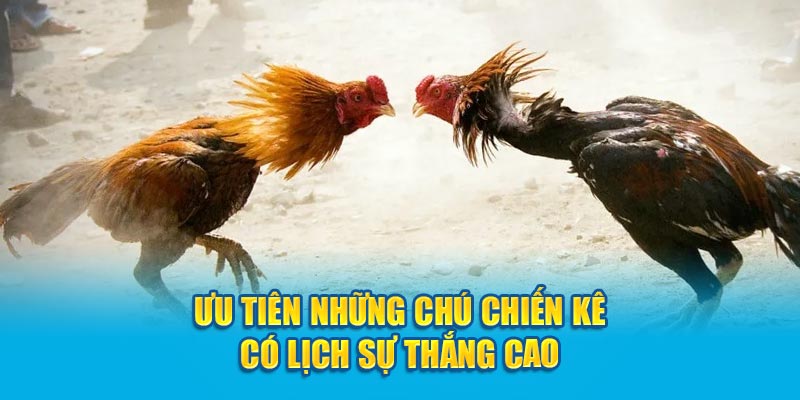 Ưu tiên những chú chiến kê có lịch sự thắng cao